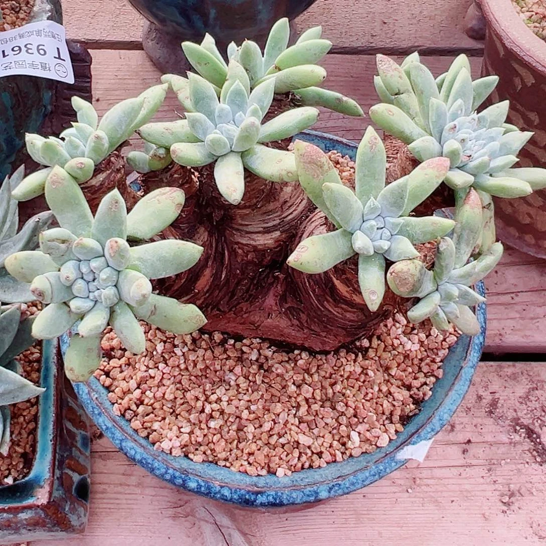 9362绿菊仙女杯多肉