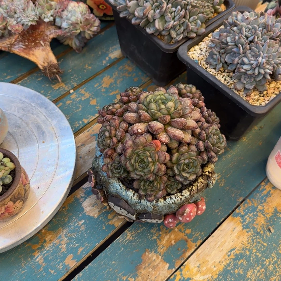 恭喜发财恭喜发财