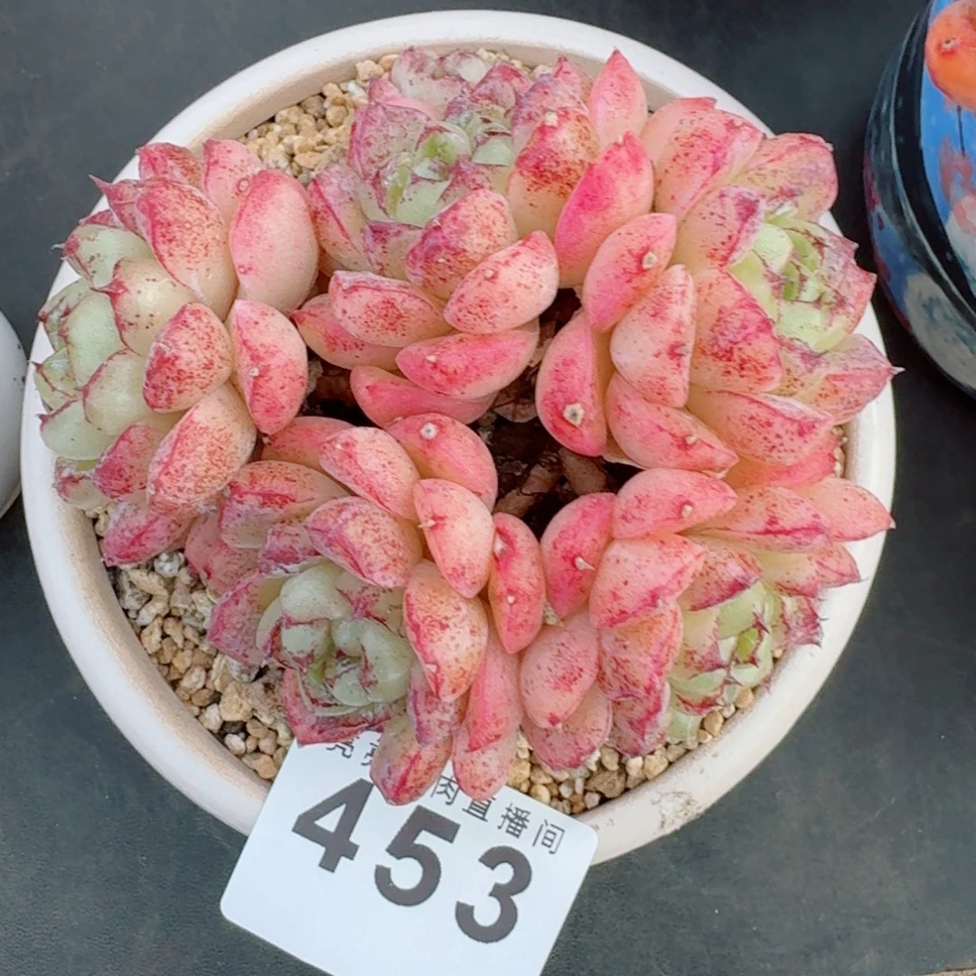 赤水晶      愿你一路坦途，乘风破浪展宏图