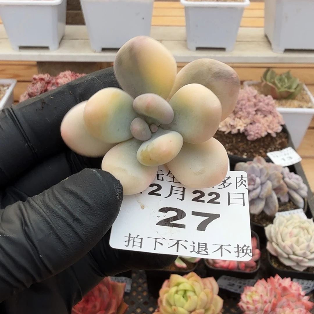 1222-27奶锦福伦头盖