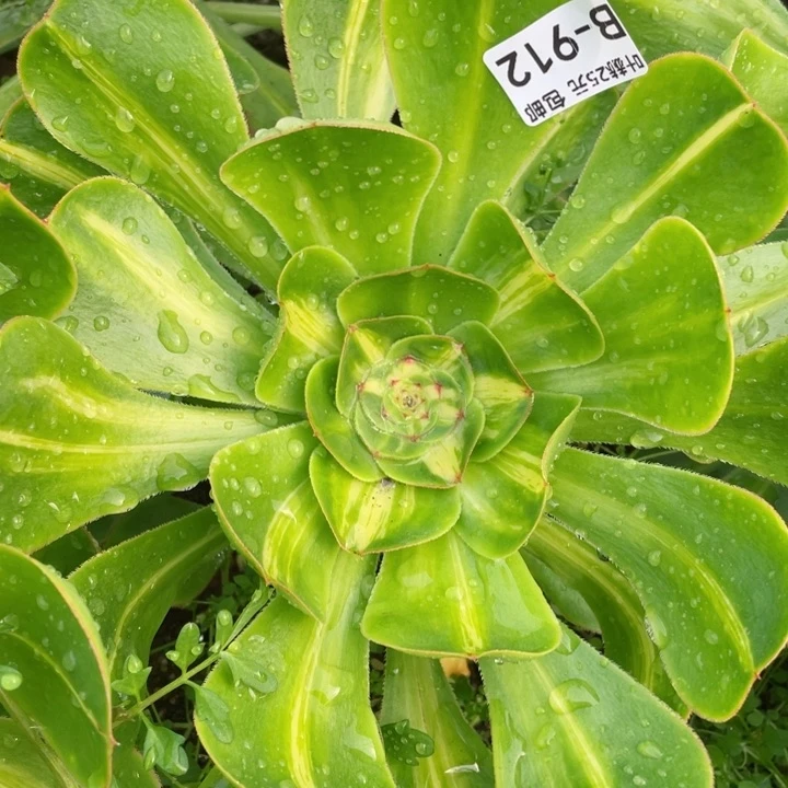 912暴君多肉12345678