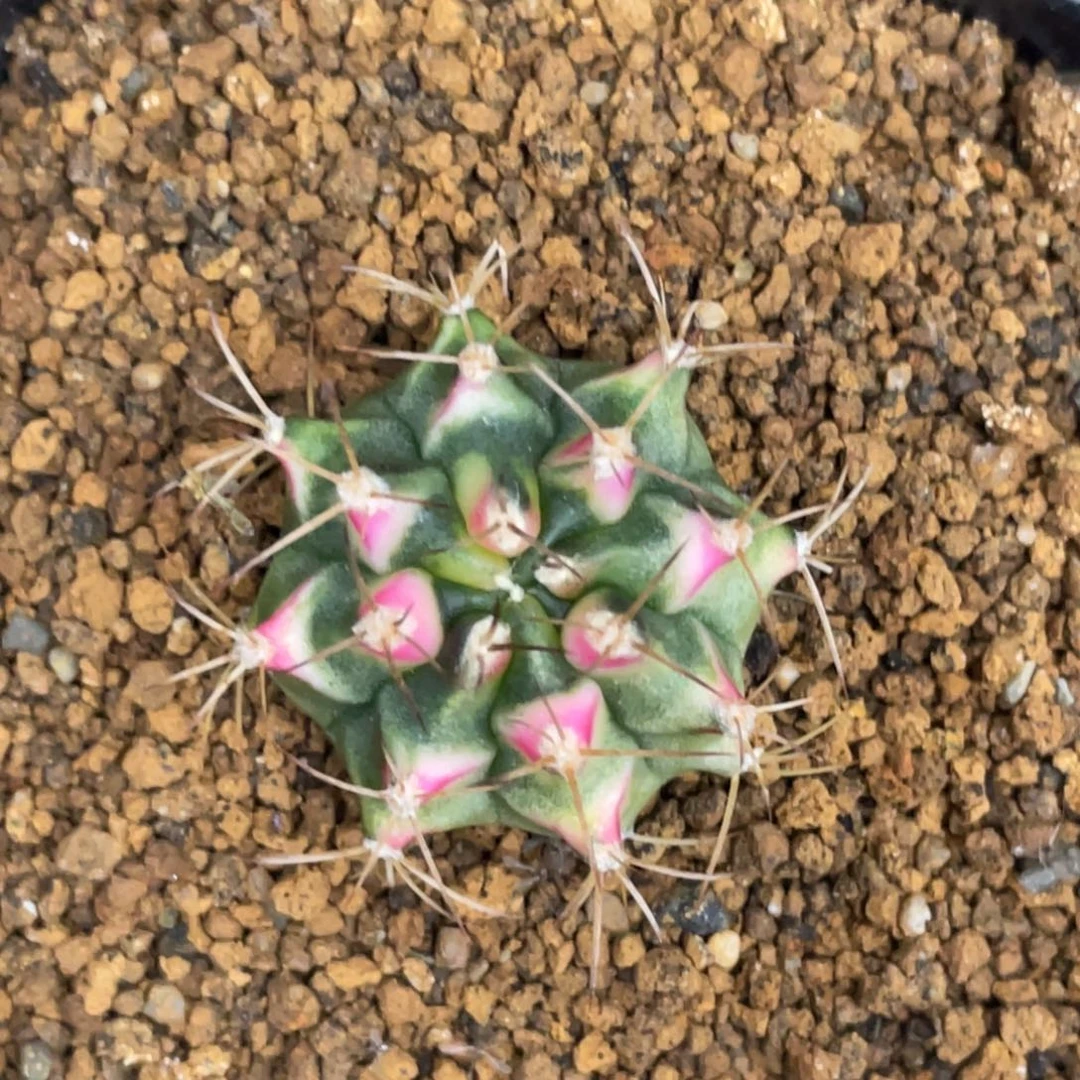 当前无花朵，栽培后可花朵花田