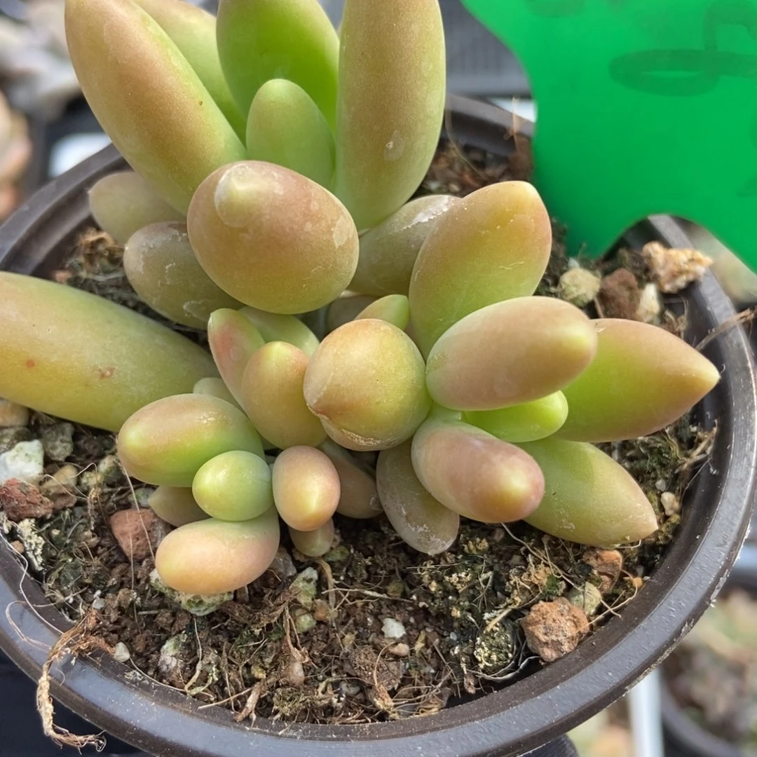 884芒果奶多肉植物