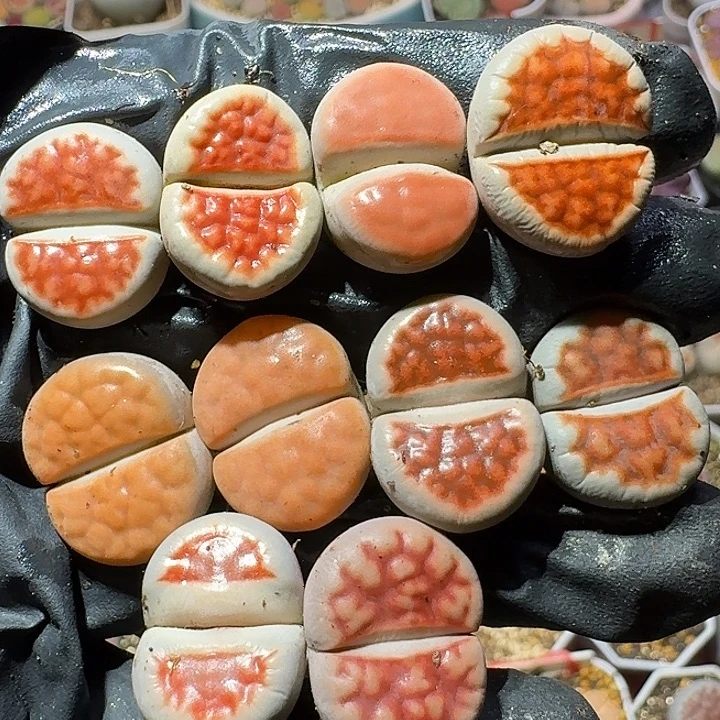 生石花11122。 有个别干疤。 335