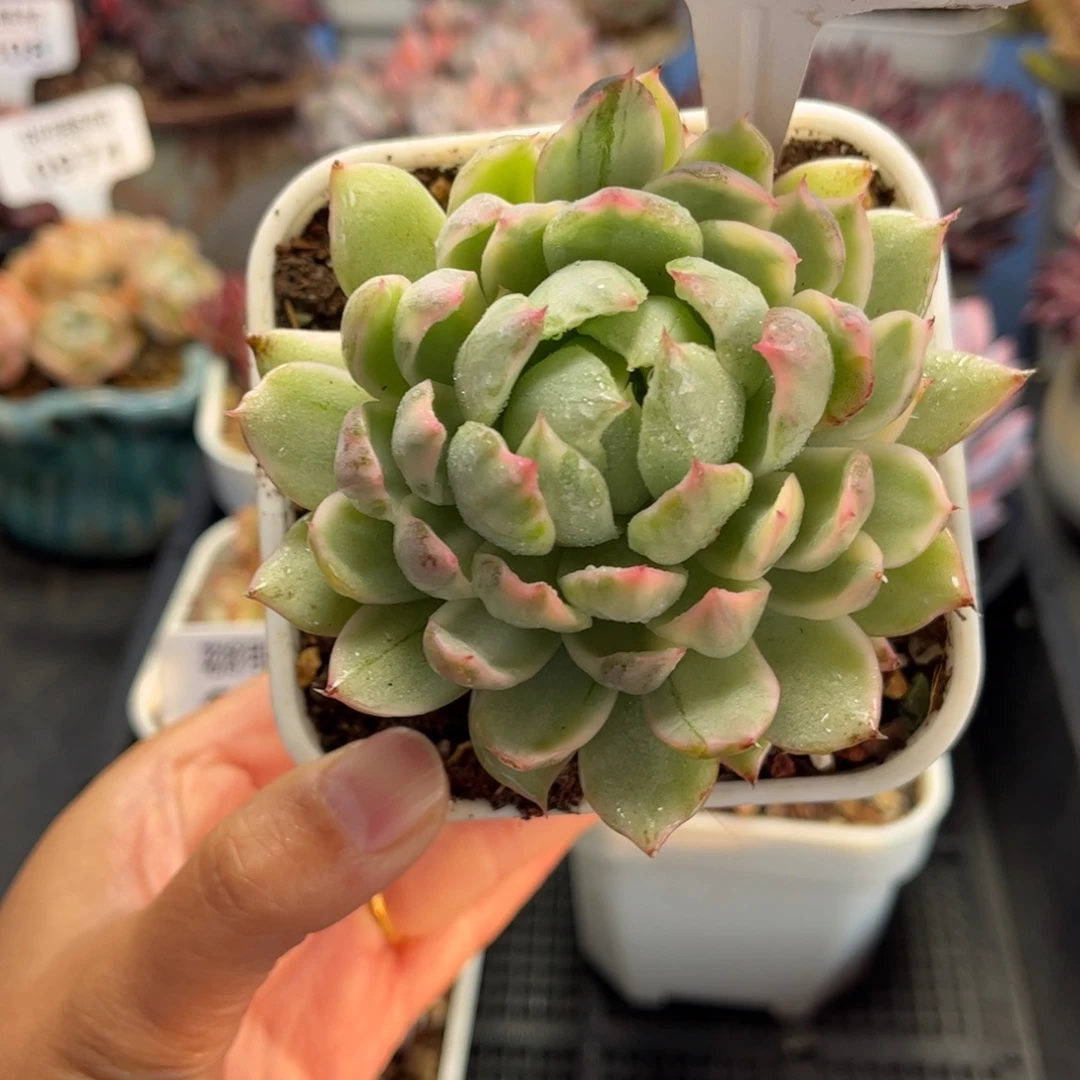 0984 天冷必拍保温箱