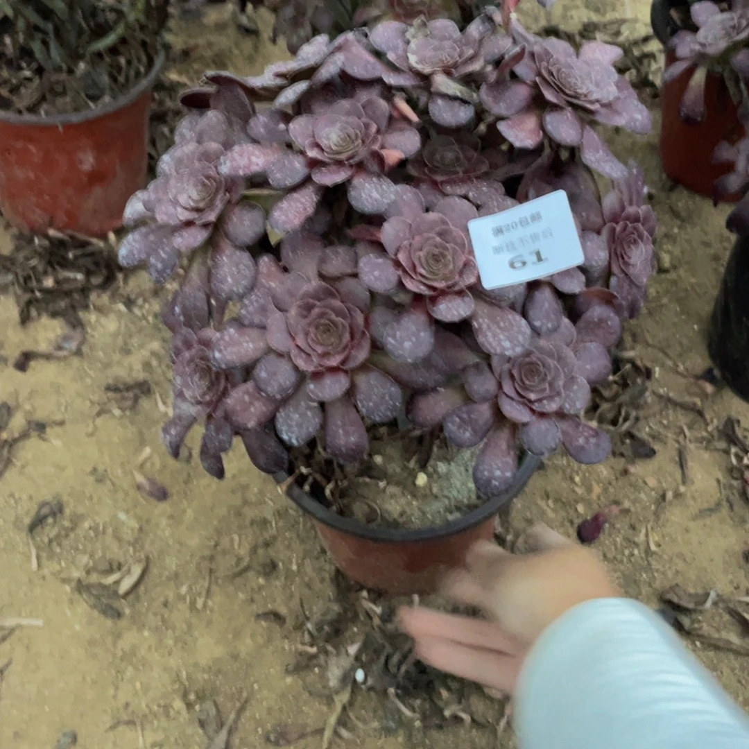 61黑豆法师多肉断枝不包