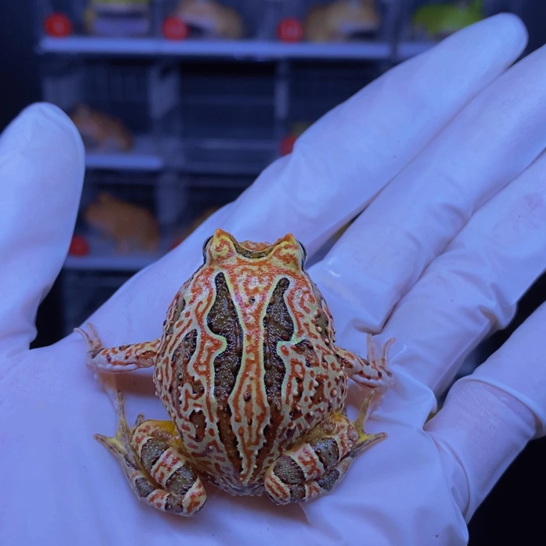 角蛙精品三连纹红色蝴蝶