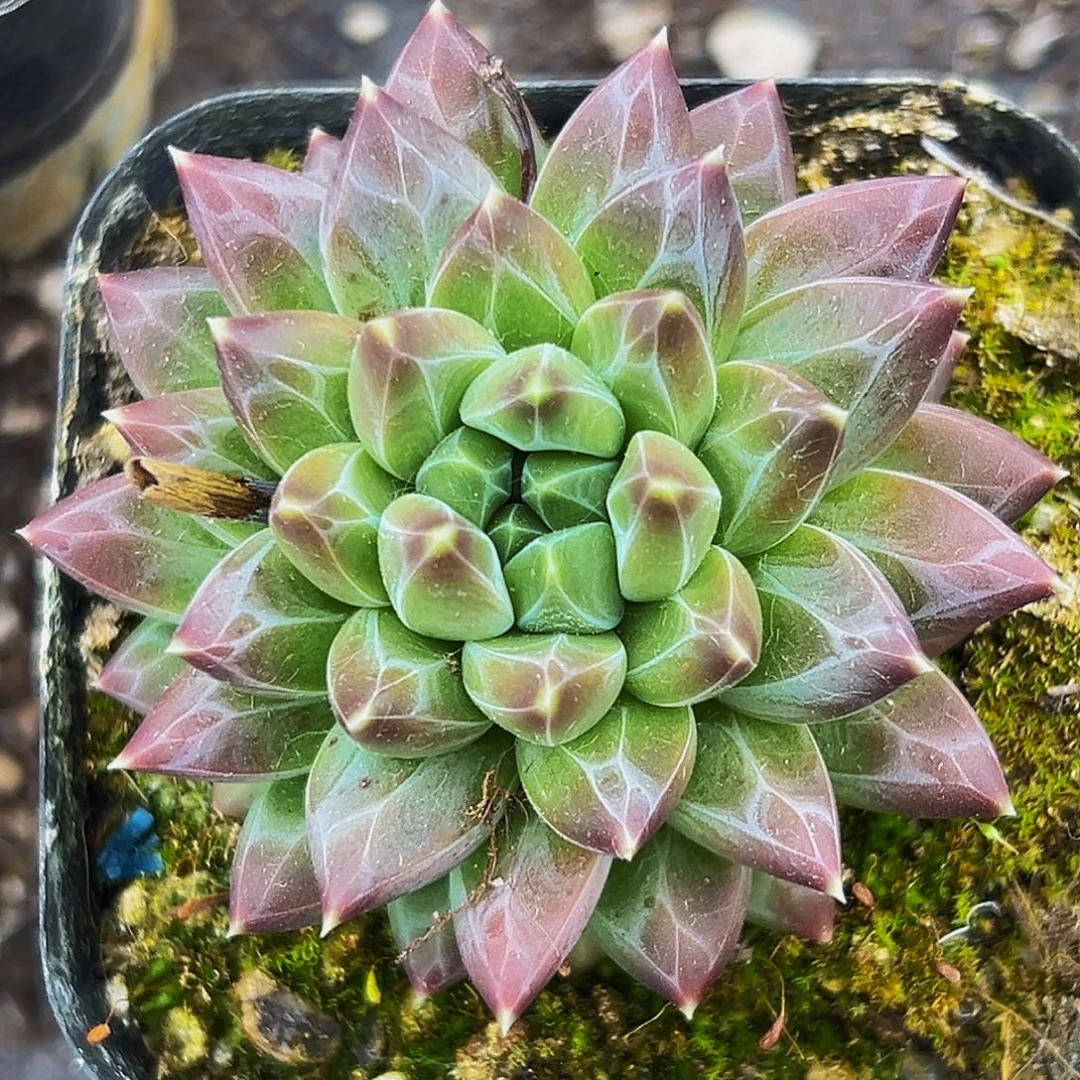 桔云多肉美人精品系列