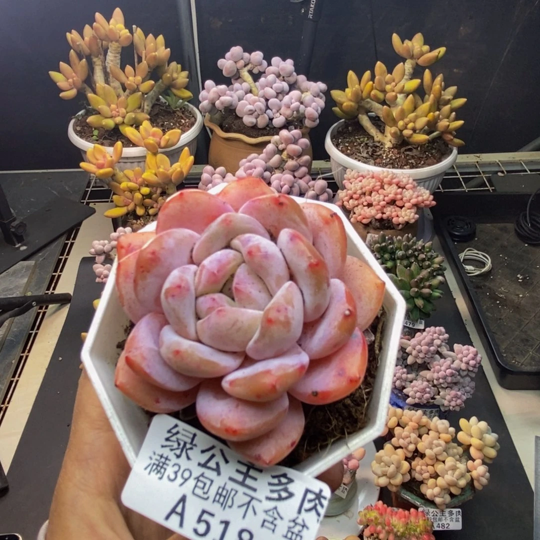 518冰糕多肉肉5c m