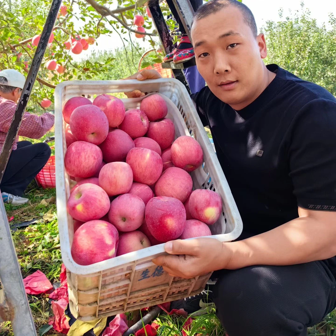 陕西当季红富士苹果新鲜脆甜多汁产地直发包邮