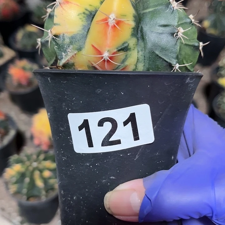 全部花朵米*达11111111111111111