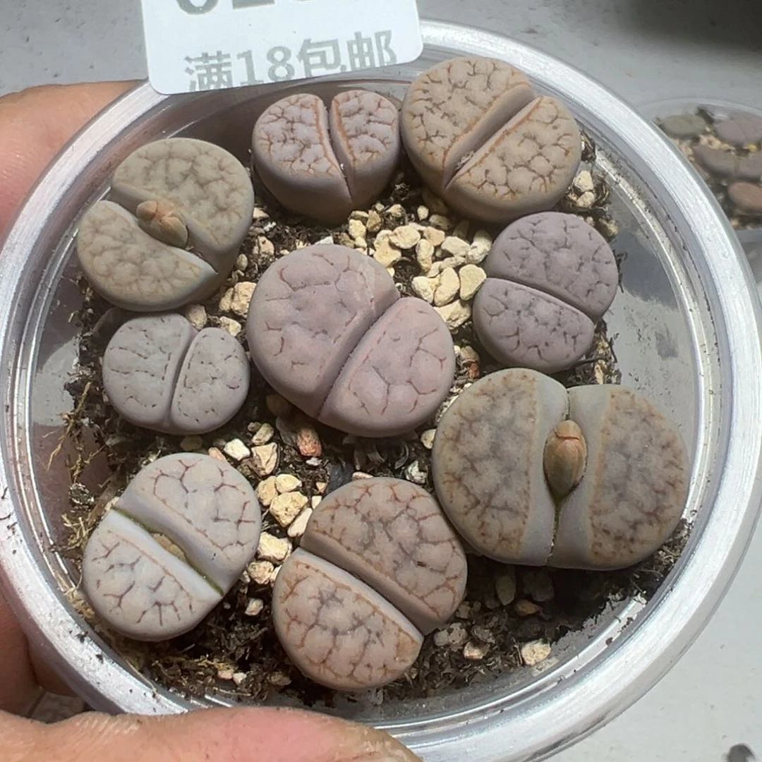 【闪购商品】 028。