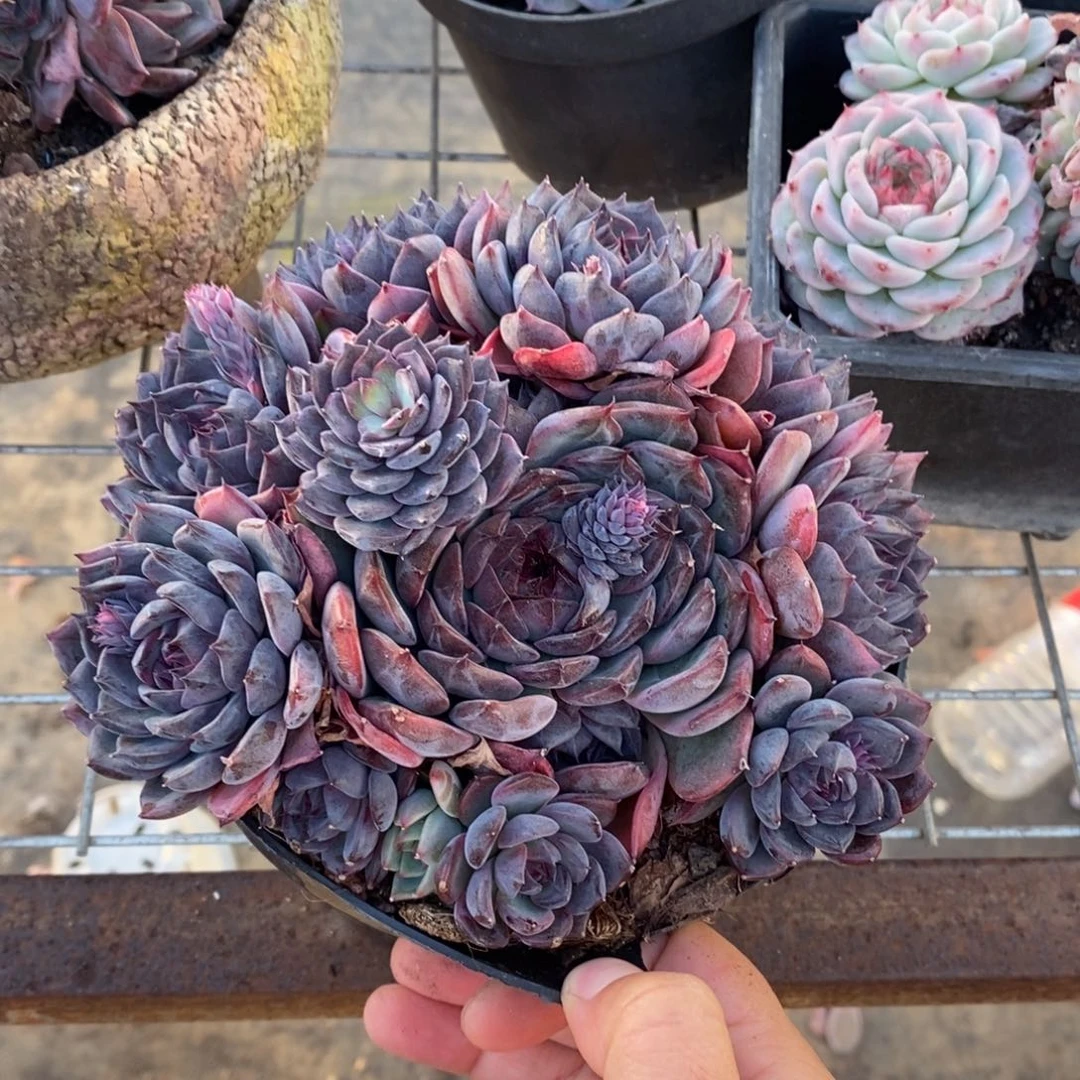 蓝色妖姬大盆整桩，160杯