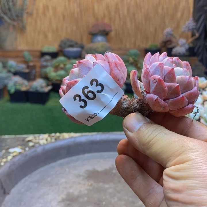 蔷***薇363 肉咖多肉植物一物一拍