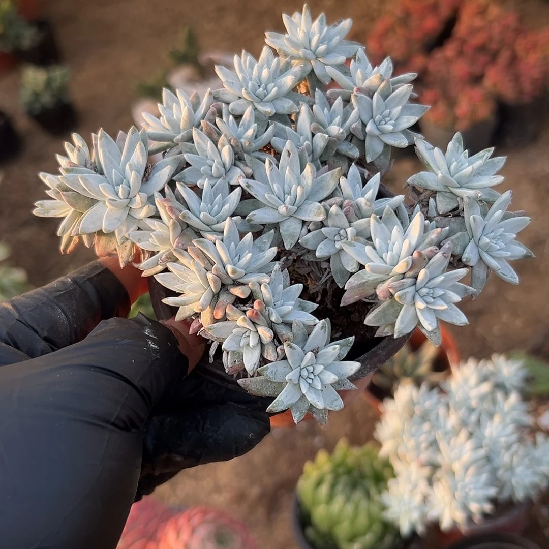 多肉植物白菊老庄