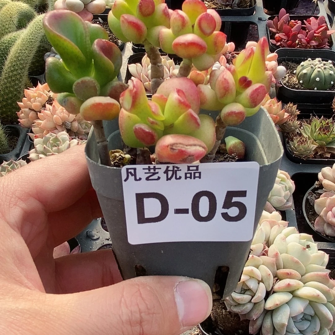 D05一物一拍满9.9包邮