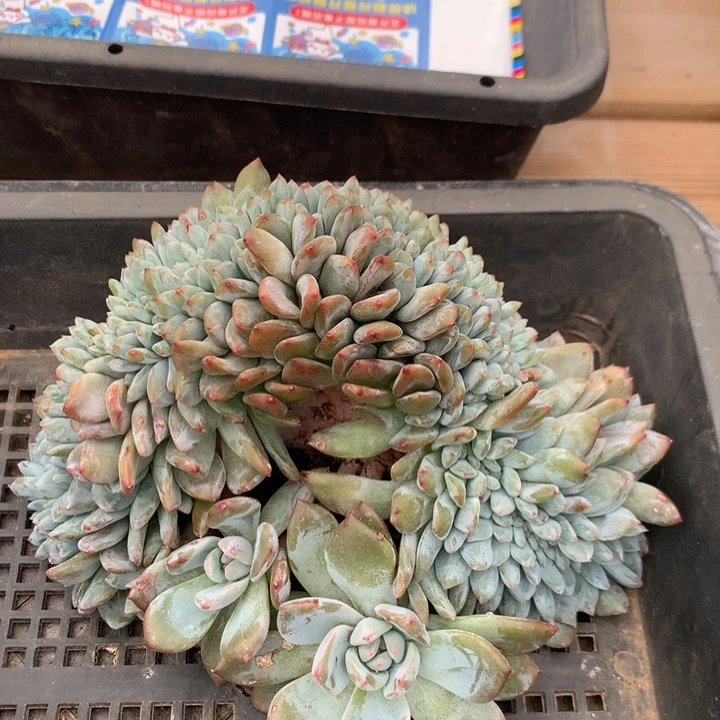 多肉植物星影缀化