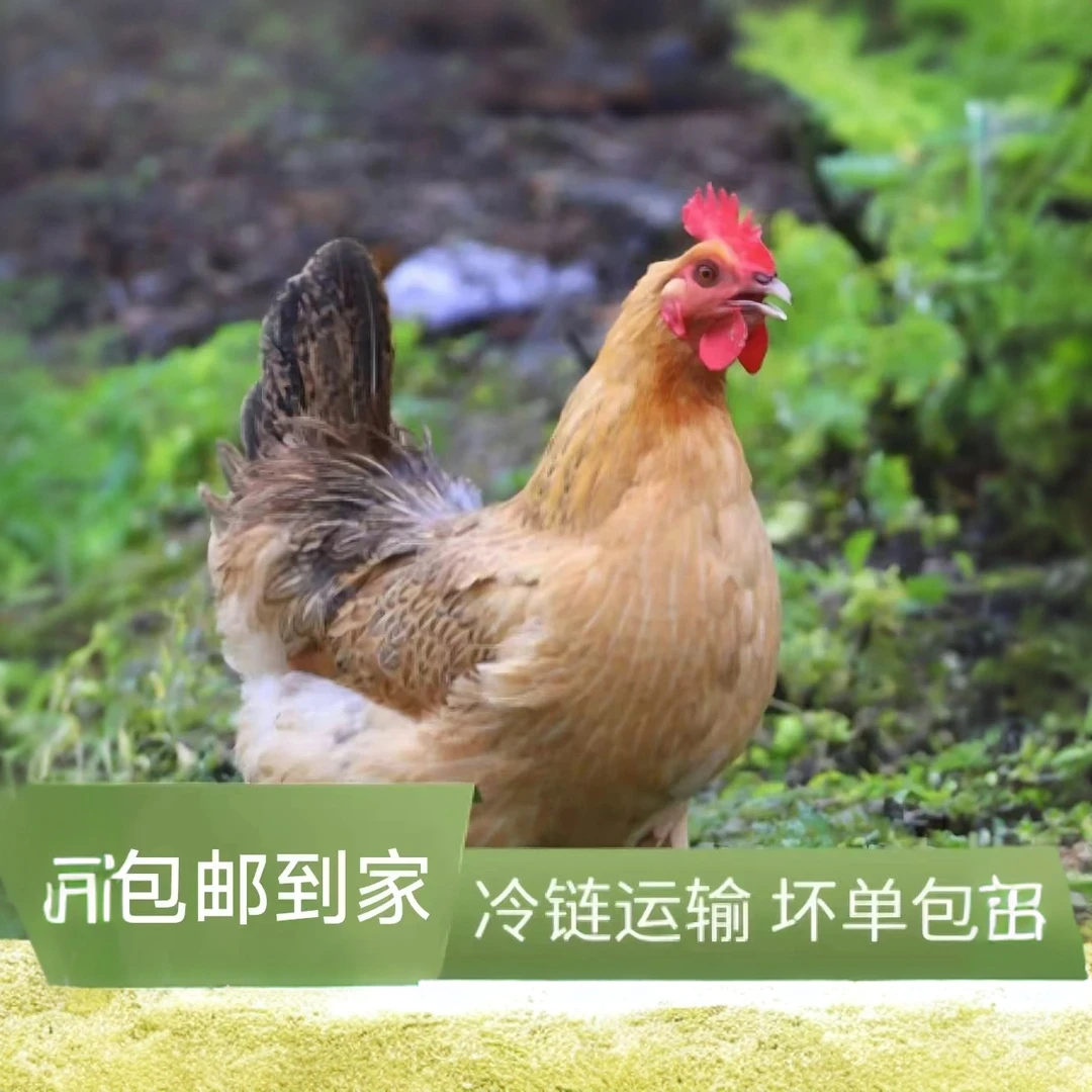 【顺丰/京东拍一发三只】黑脚鸡散养土母鸡w 包冰率不含冰
