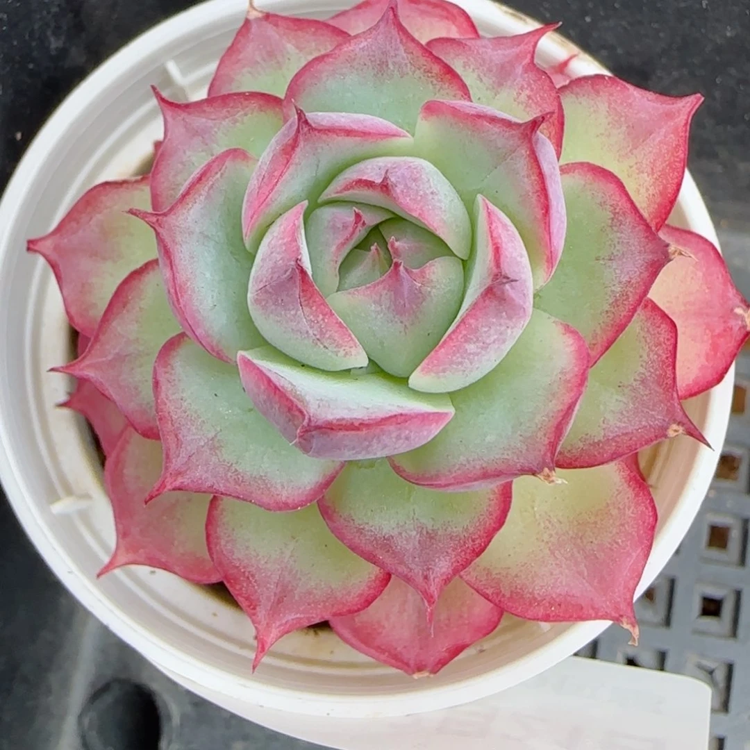 花语逸境0221-120