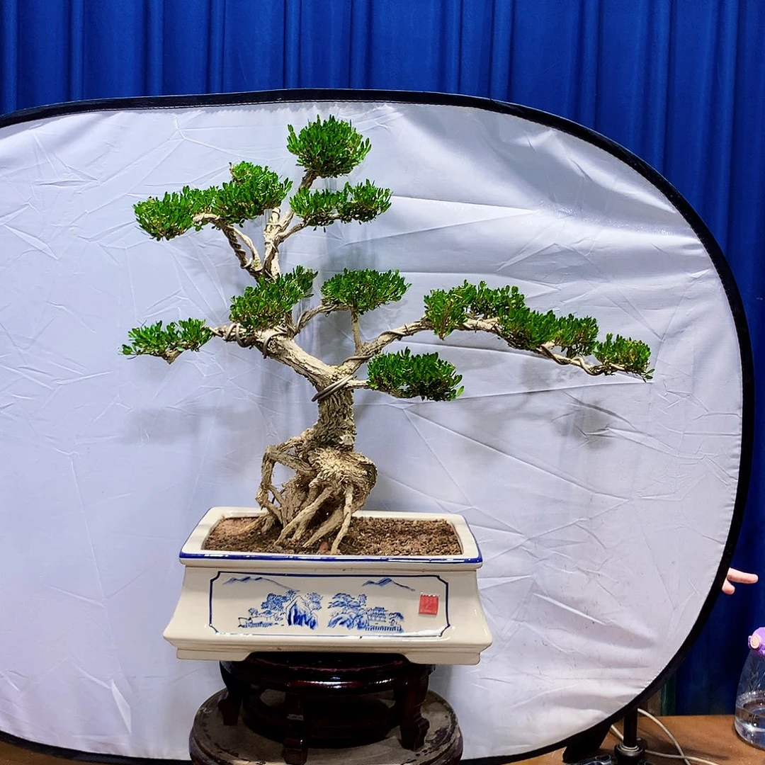 无花朵黄杨盆景一物一拍