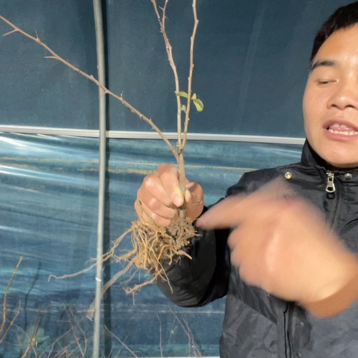 黑潮海棠花一颗苗
