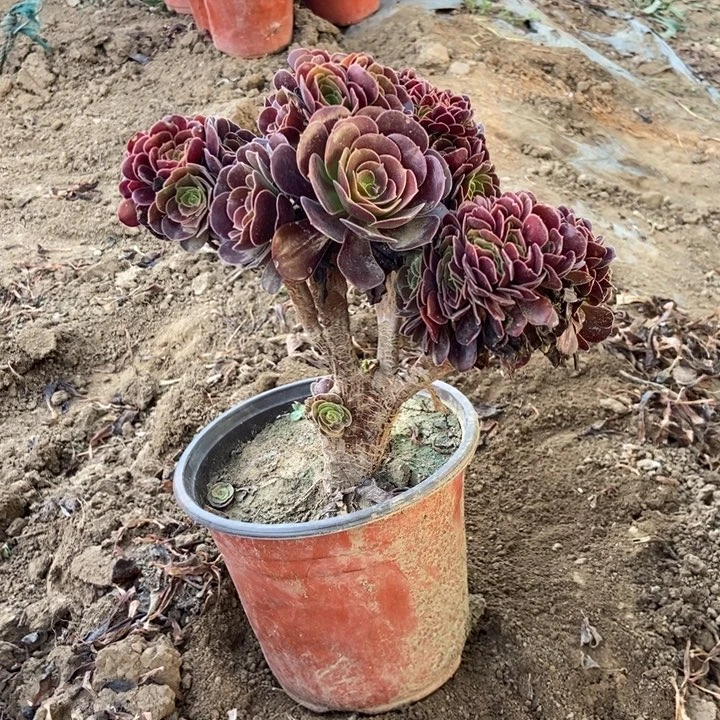 用***8976欧紫缀化老桩老桩