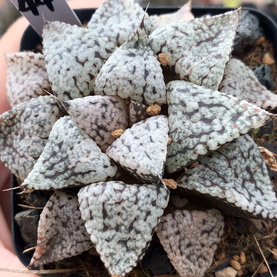 实生白银.一物一拍，