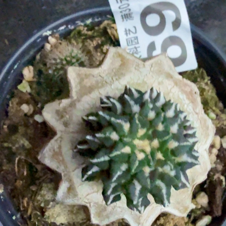 幸***5无花朵690密尤叠叶馒头姬西一