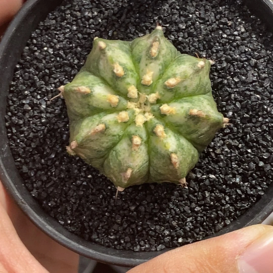 精品海神—脱土发货31