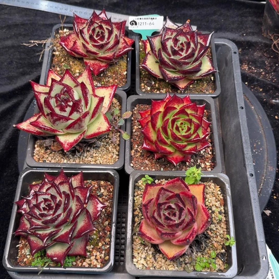 从前慢多肉精选编号1211.64