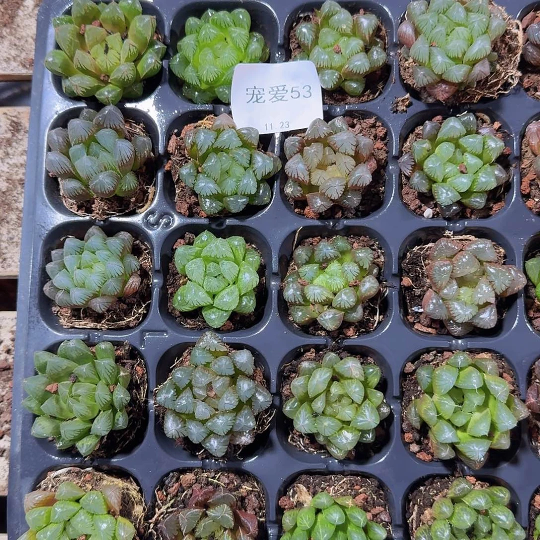 直播福利一物一拍53