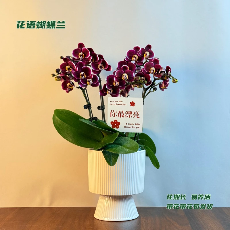 蝴蝶兰【巧克力】 带花带花苞发货 室内客厅阳台花卉 好养易活
