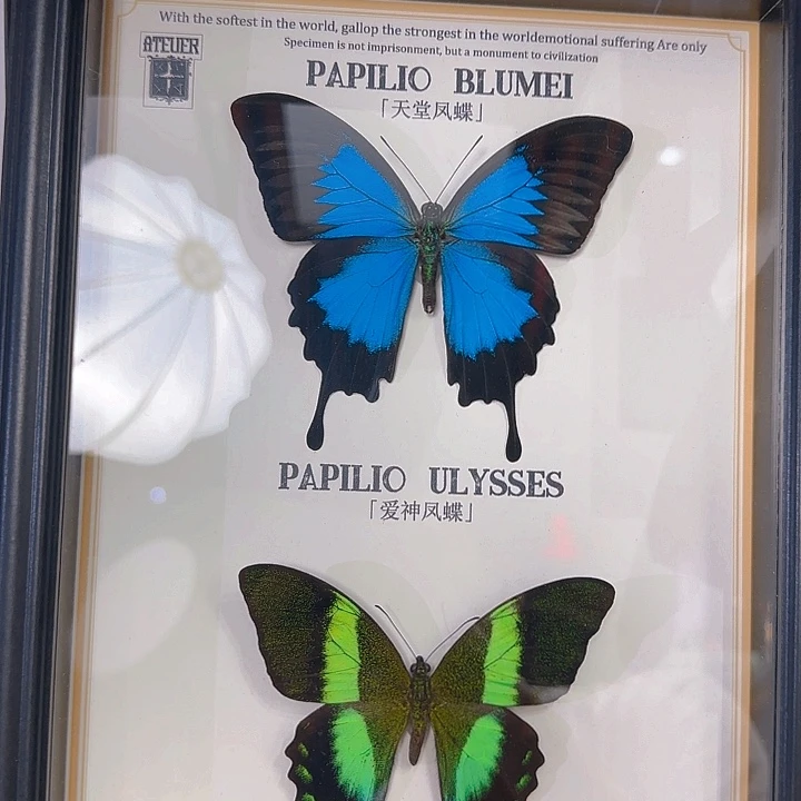 315号蝴蝶标本专拍