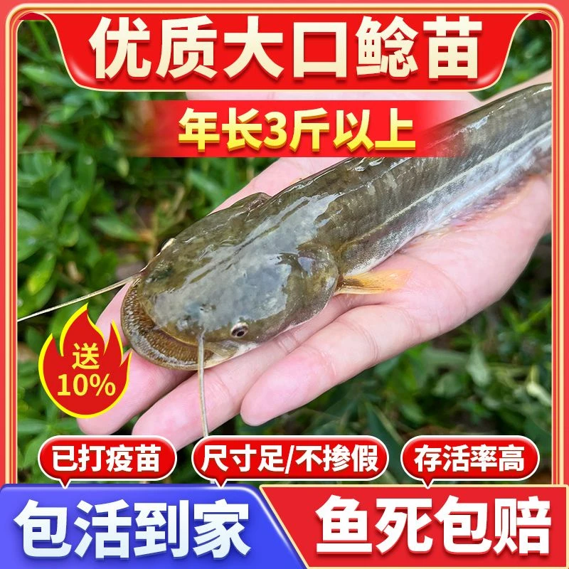 南方大口鲶鱼苗淡冷水养殖二须胡子土鲶鱼埃及塘鲺宠物活体冷水鱼