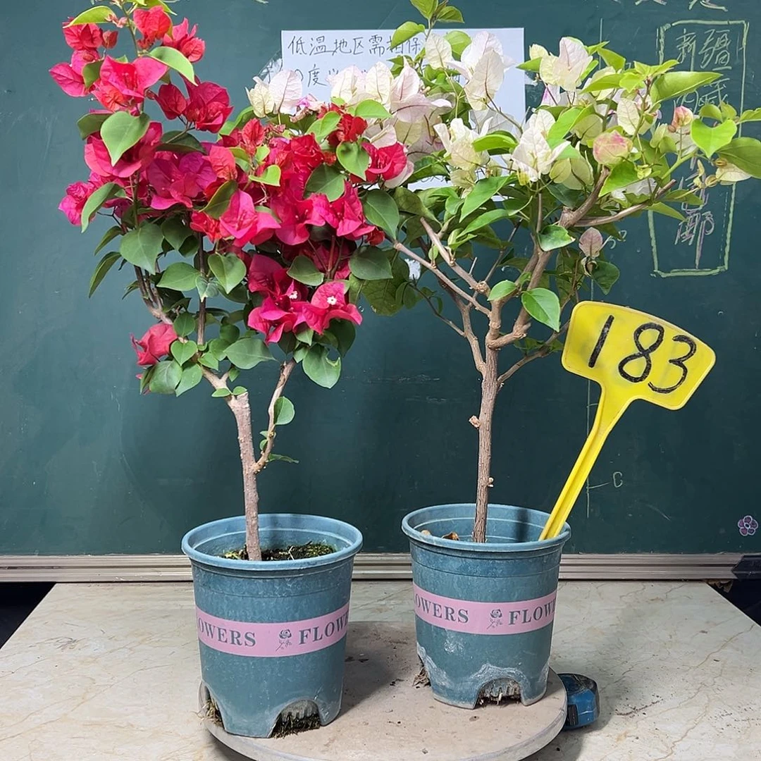 完全开放加州红 漳红樱 183