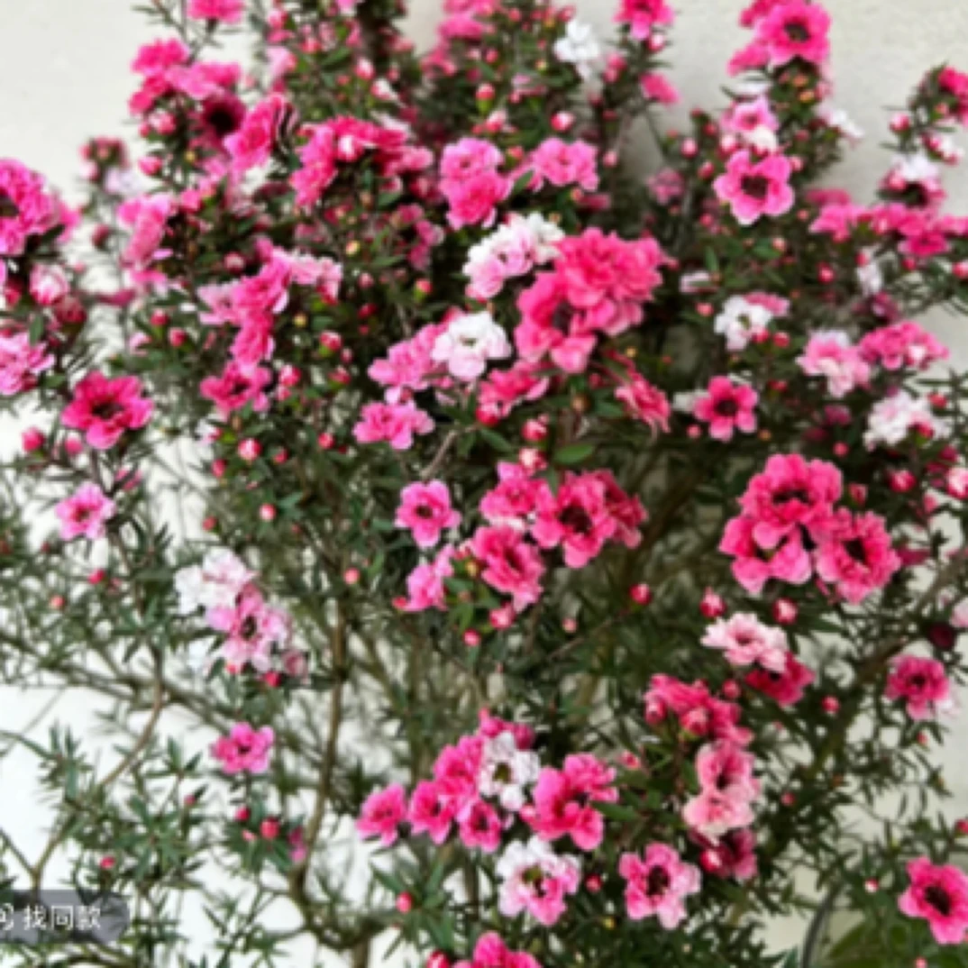 松雪梅【梓妍花卉】重瓣花卉植物盆栽地栽鲜花