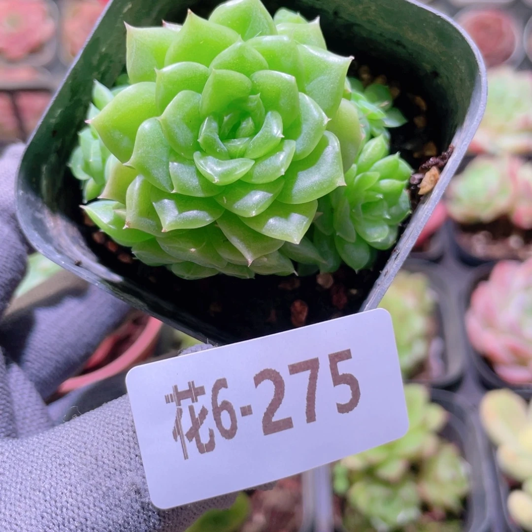 花利美 6-275麦秆群