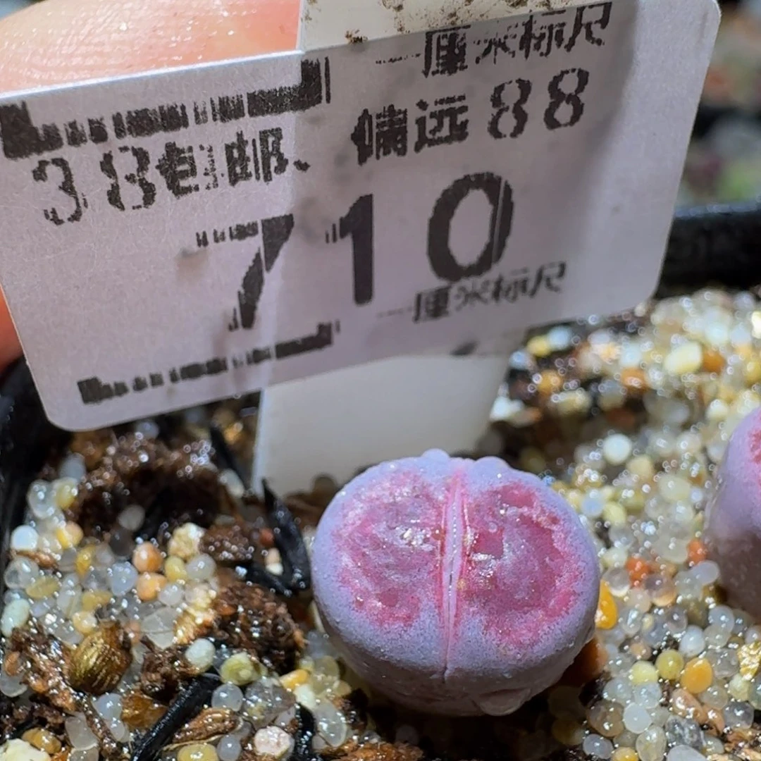 Ssss 绝美生石花710