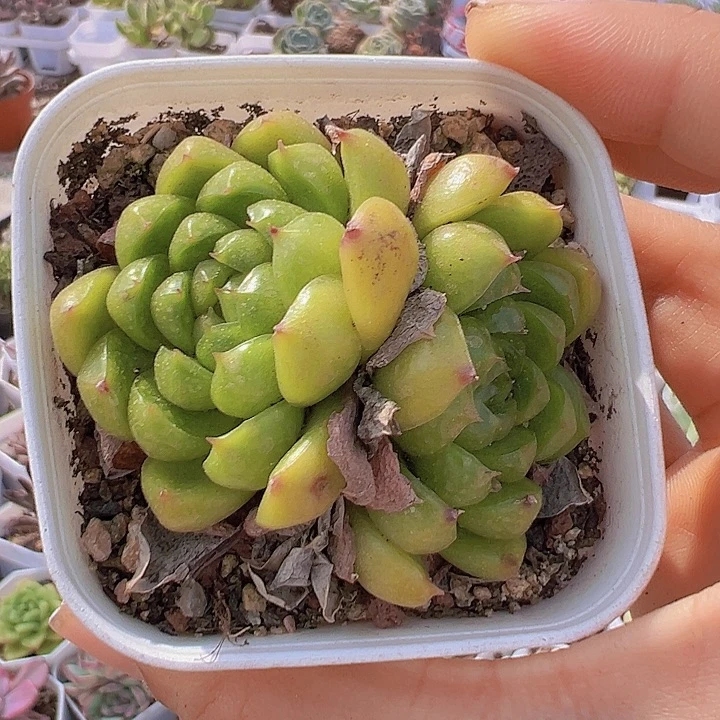 65盆双头莱拉珍妮多肉