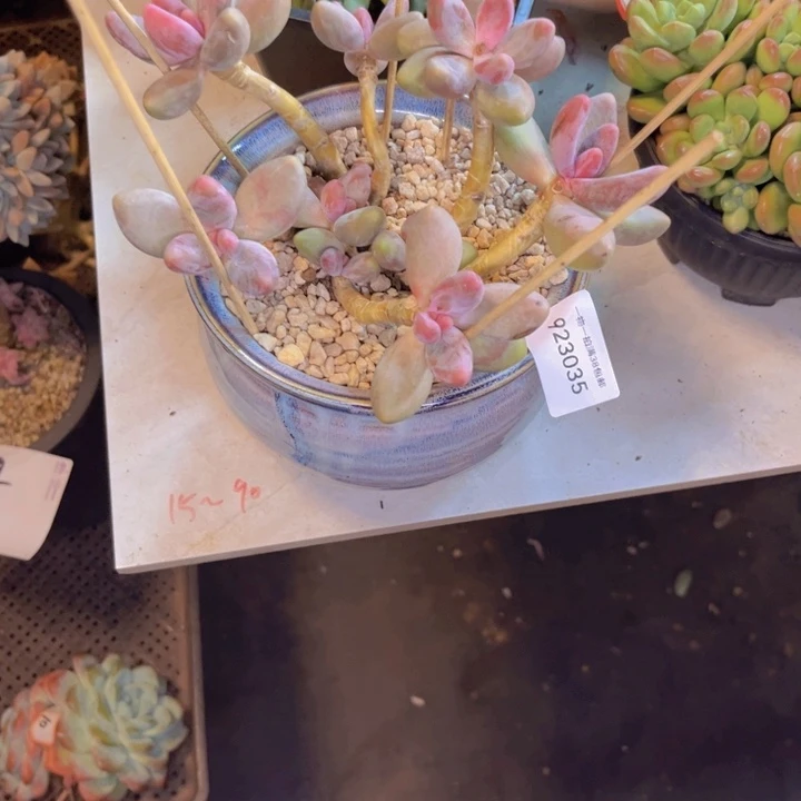 林***柔红手指035点多肉植物
