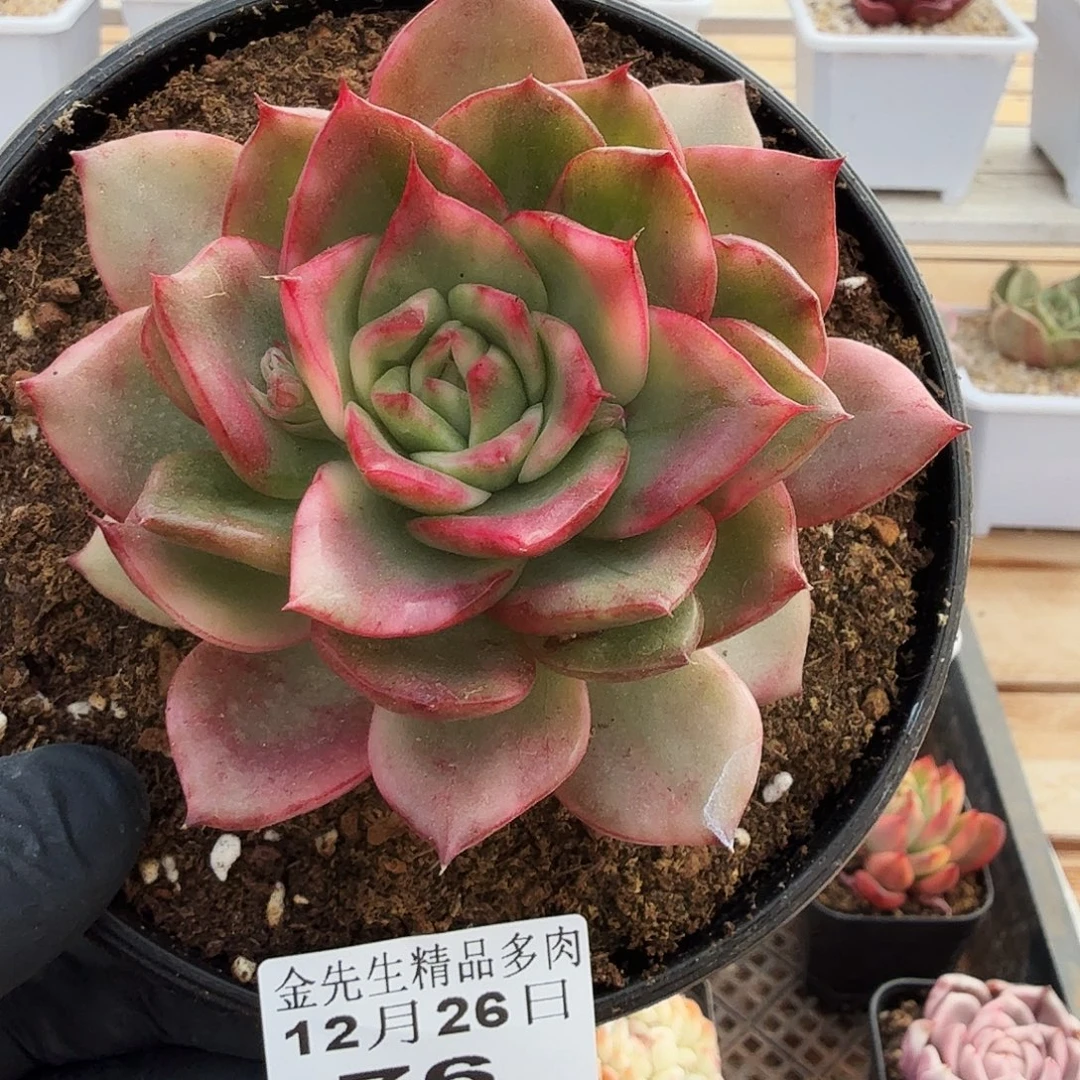 1226-76野马锦单头