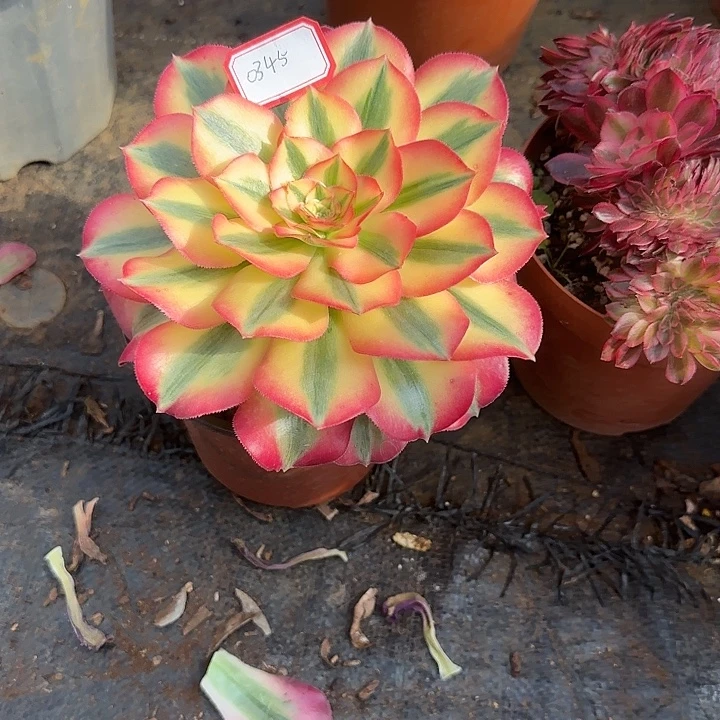 精品多肉植物0345