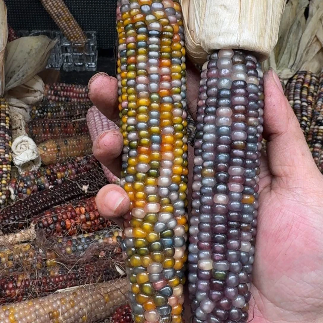 柏香籽/百香籽吊坠⭐*肉