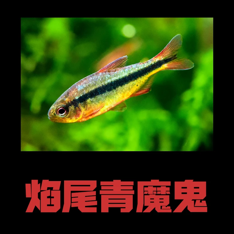 【焰尾青魔鬼】灯科鱼 热带鱼 观赏鱼