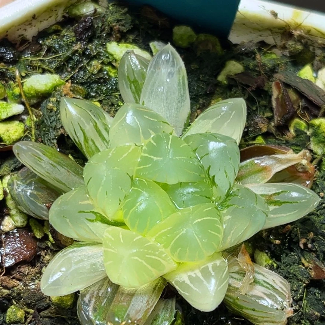 恭喜发财大吉大利0013