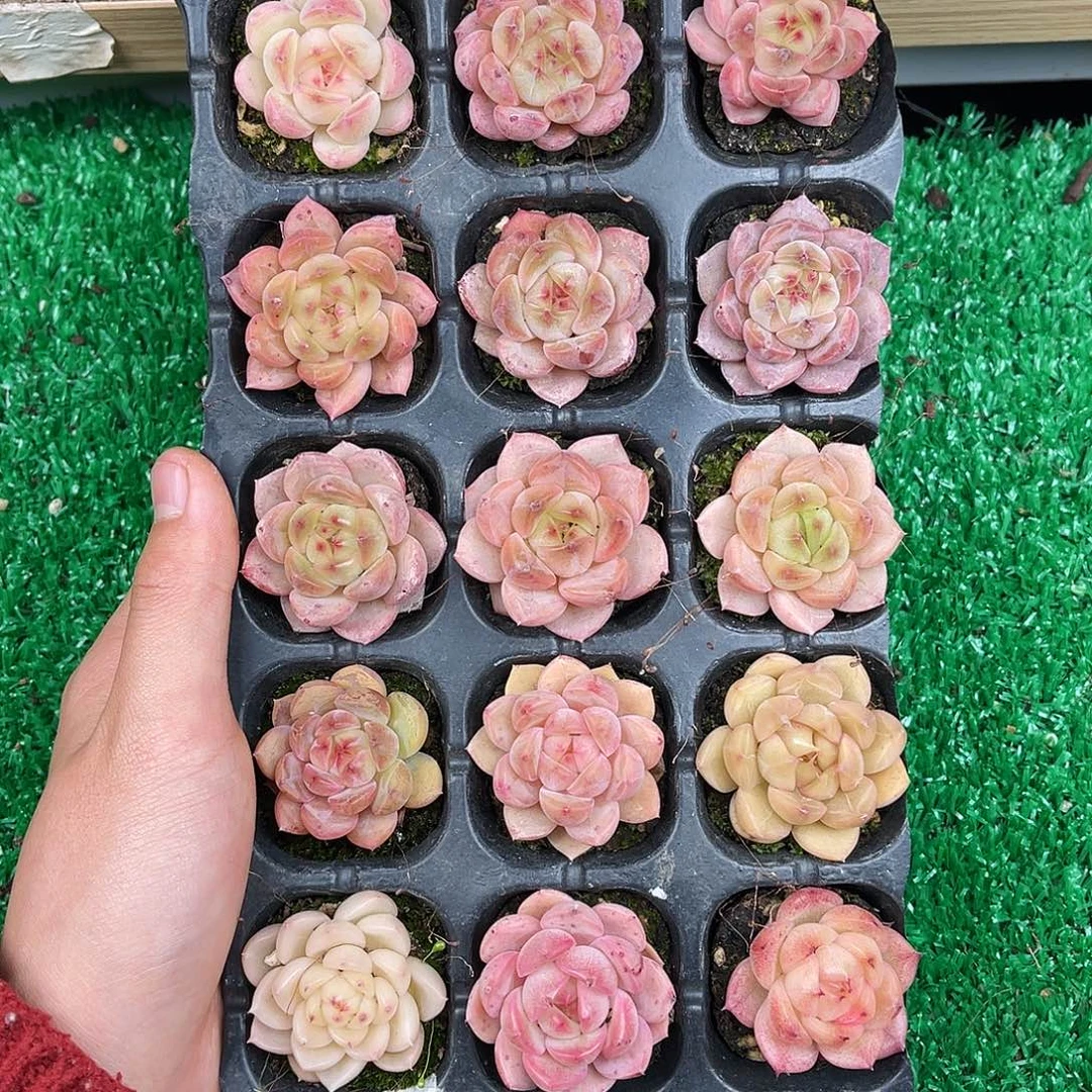 多肉一物一拍11-58