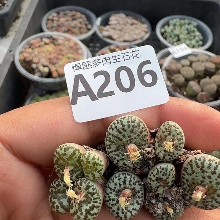 206多肉植物多肉植物