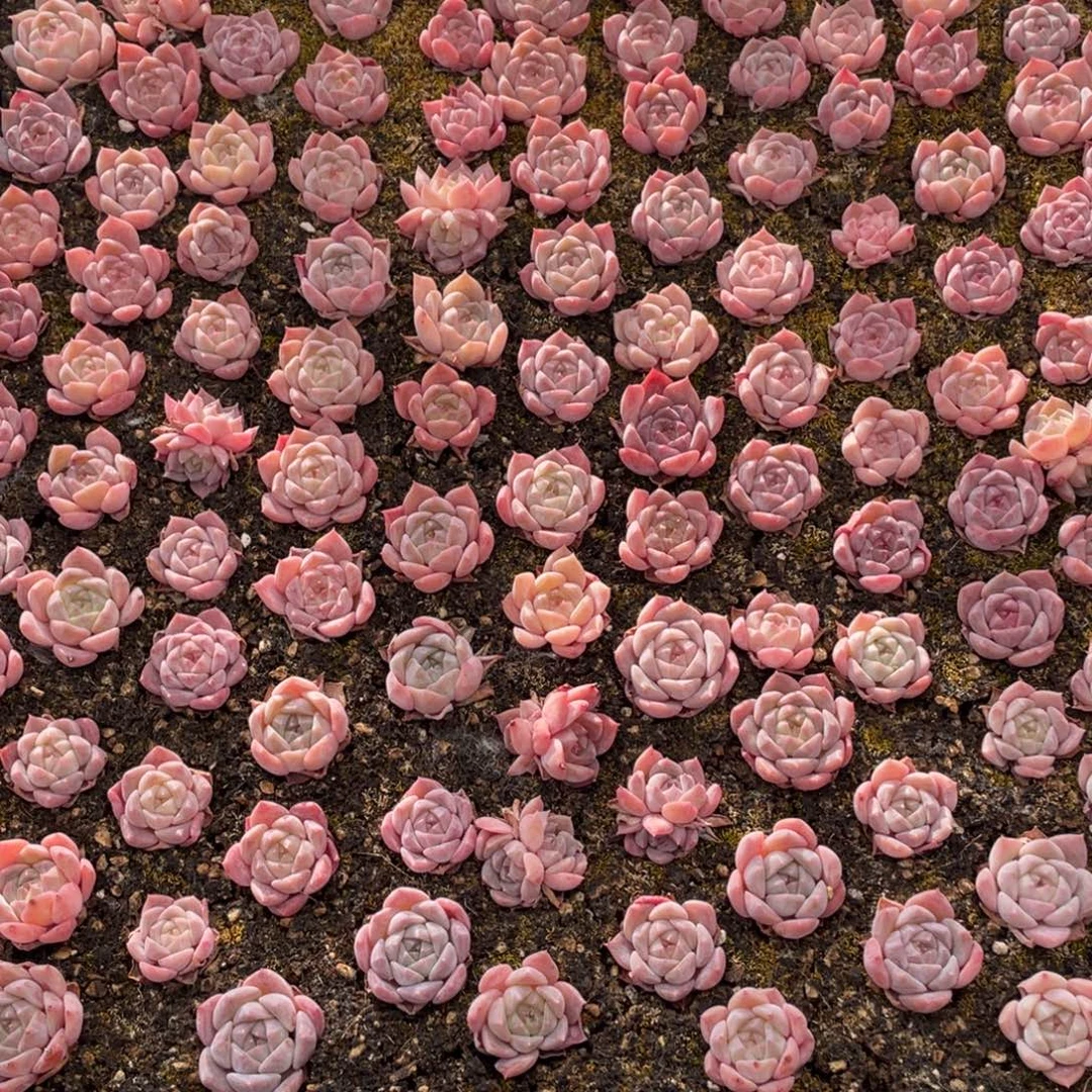 云糖心多肉植物531