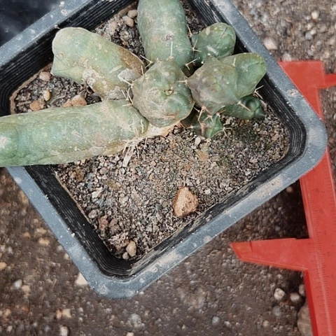 783处理仙人球的方法有