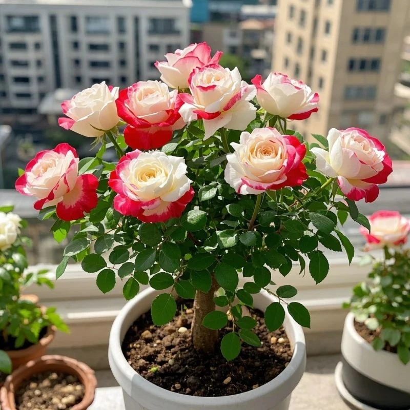 玫瑰老桩蔷薇月季花盆栽室内外阳台庭院好养易活四季开花浓香花卉